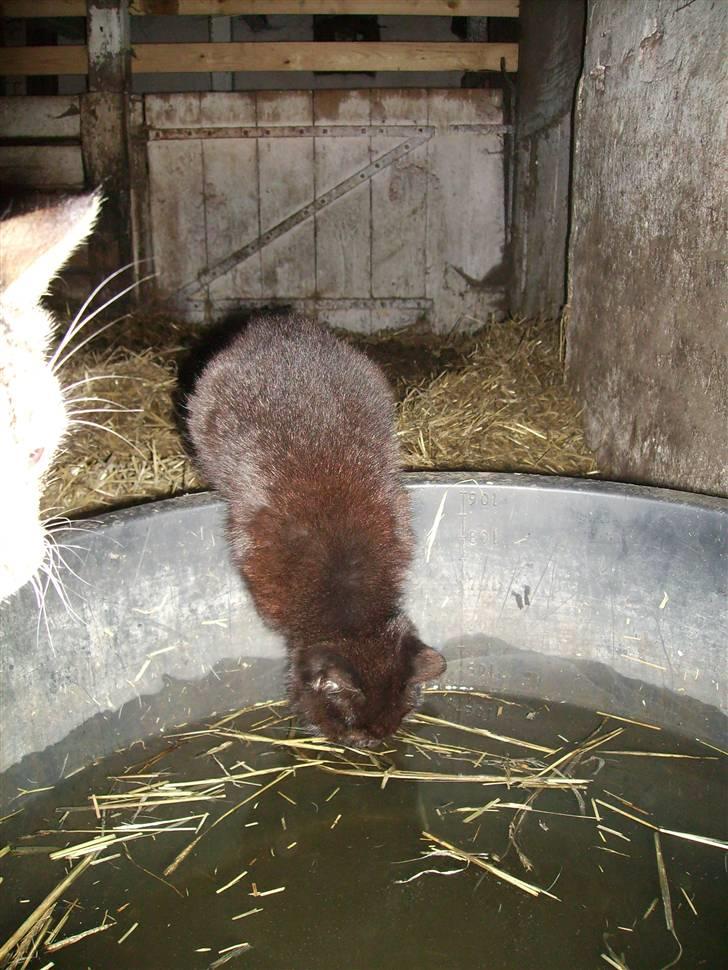 Huskat sorte mis billede 4