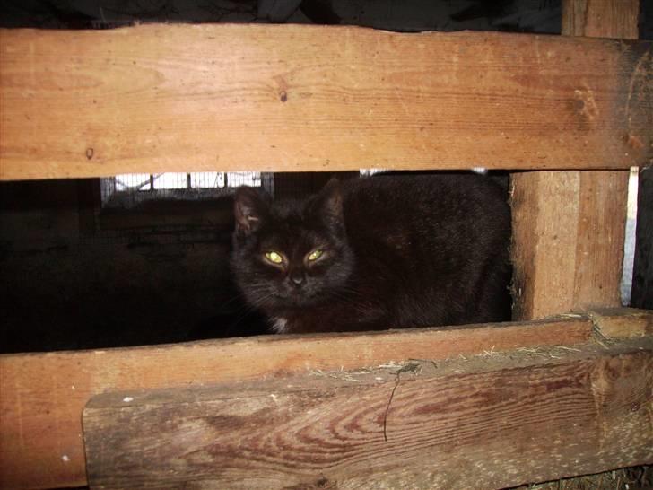 Huskat sorte mis billede 5