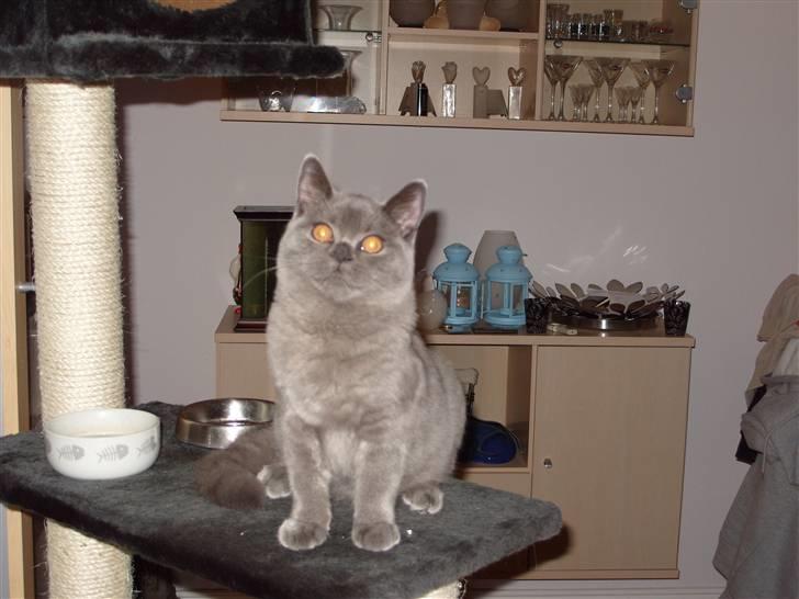 British Shorthair Homer billede 1