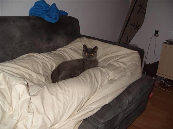 British Shorthair Homer billede 2