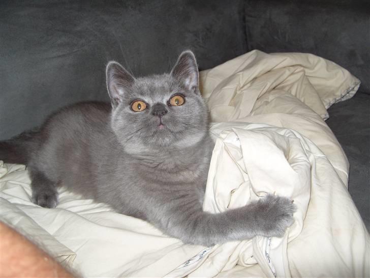 British Shorthair Homer billede 3