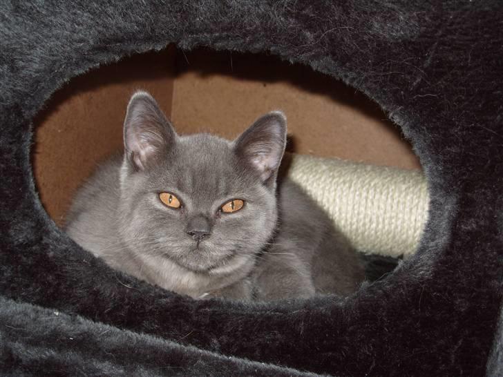 British Shorthair Homer billede 4