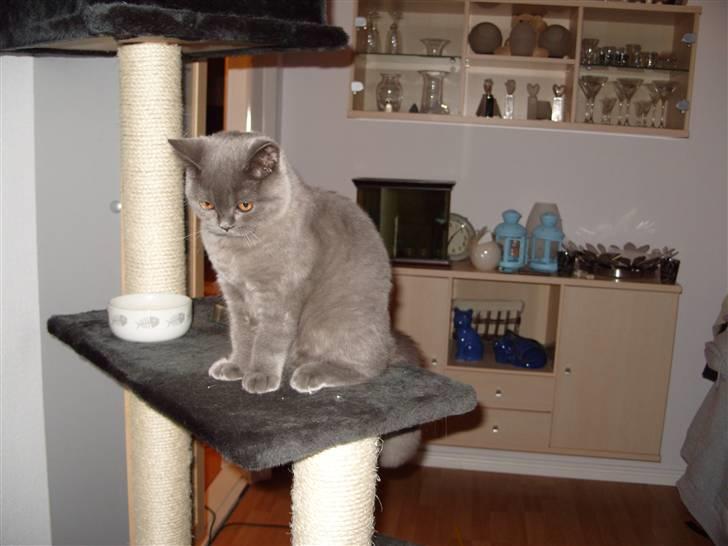 British Shorthair Homer billede 6