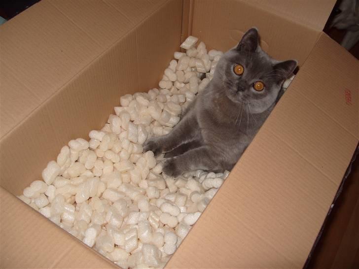 British Shorthair Homer billede 7