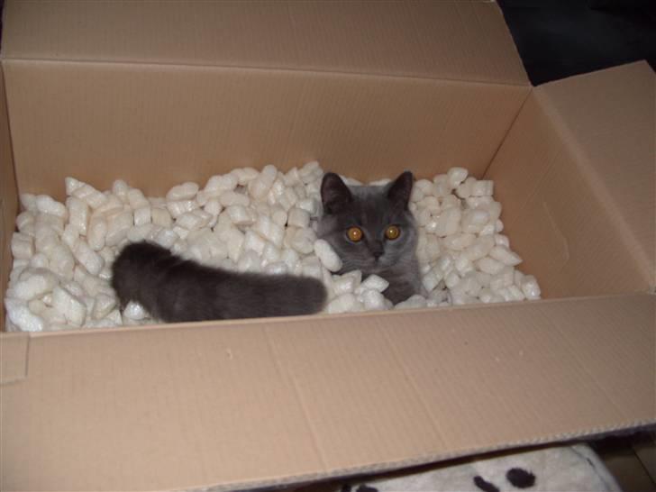 British Shorthair Homer billede 8