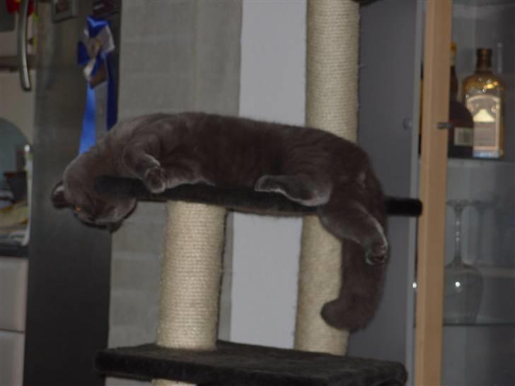 British Shorthair Homer billede 9