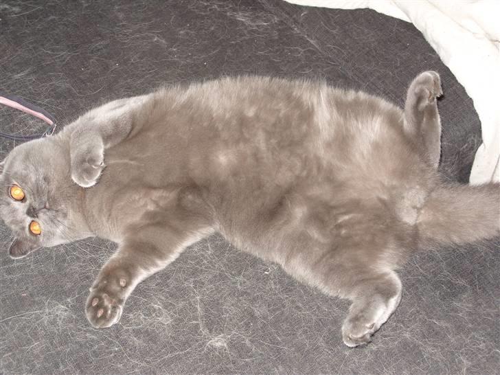 British Shorthair Homer billede 10