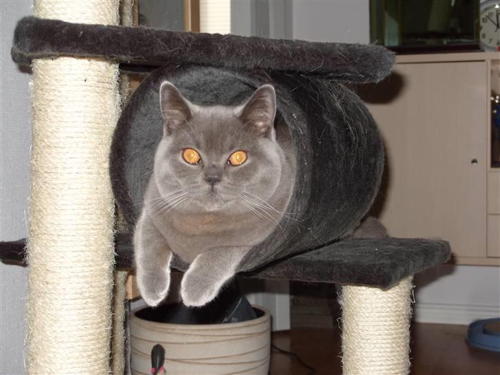 British Shorthair Homer billede 11