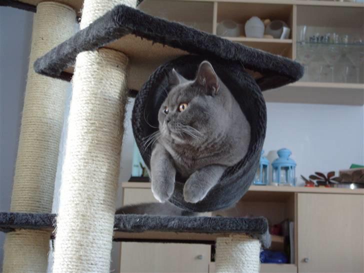British Shorthair Homer billede 12