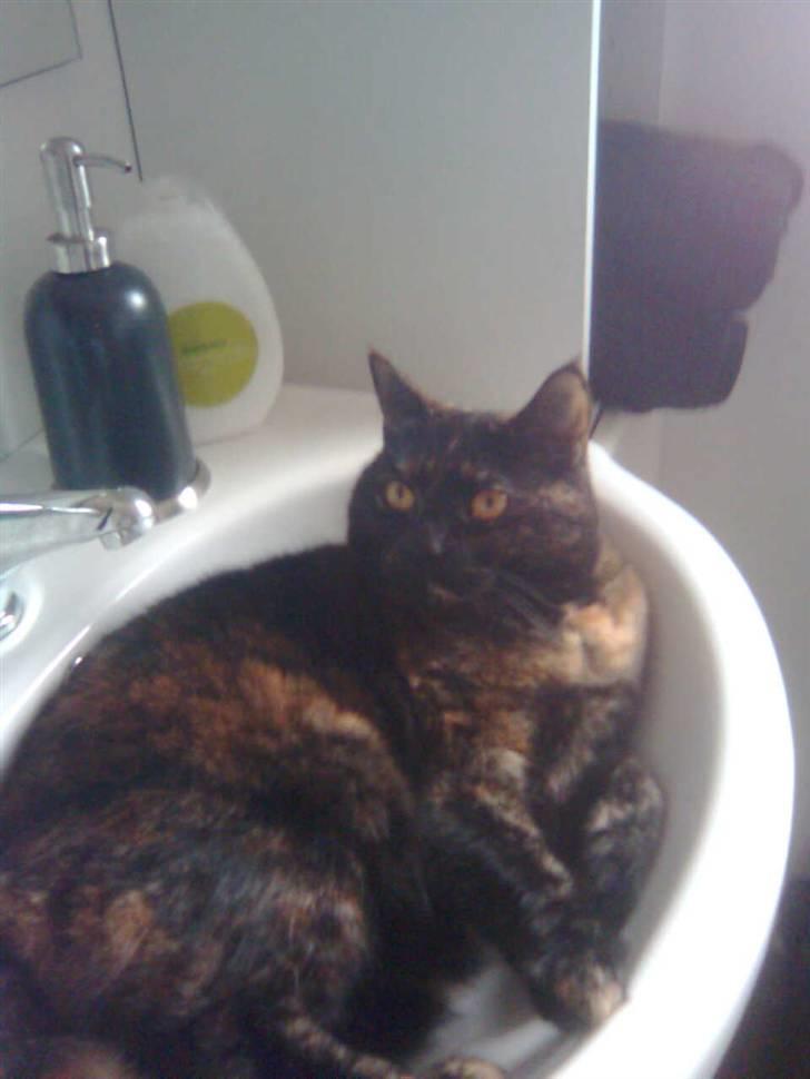 Blanding af racer Djaxa billede 13