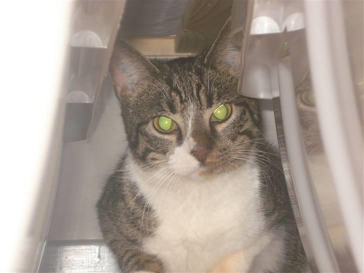 Huskat Ziggy  - Hvad laver du moar, jeg prøvede at gemme mig xD billede 6