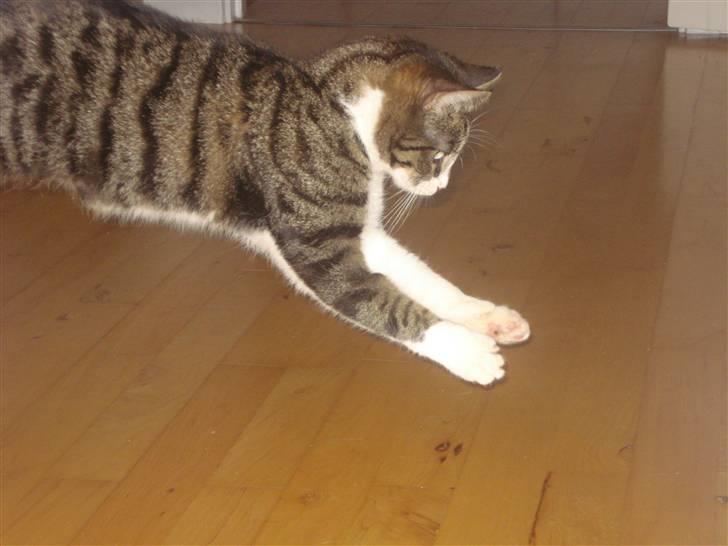 Huskat Ziggy  - Jeg skal nok fange dig din lille flue xD billede 7