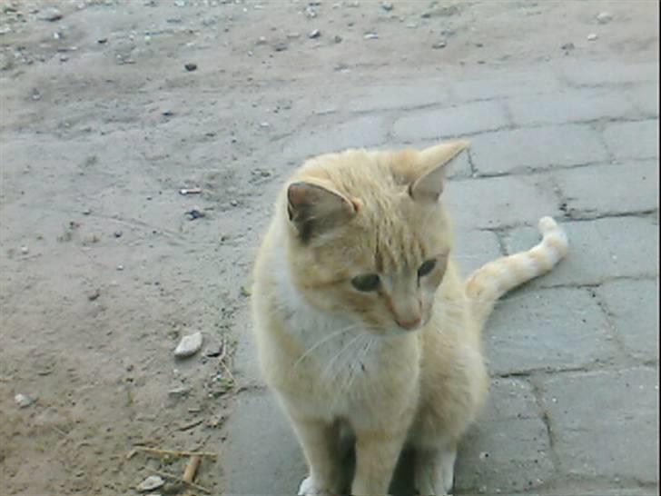 Huskat Pepper-elsket og savnet:( billede 1