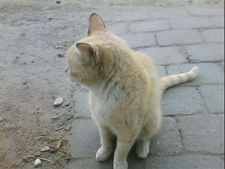 Huskat Pepper-elsket og savnet:( billede 2