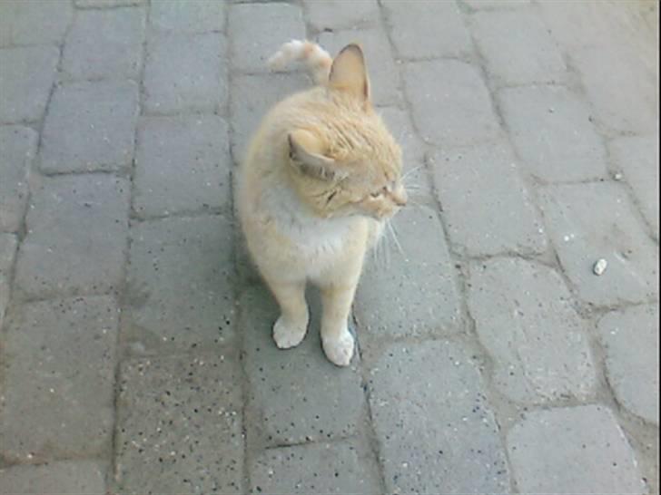 Huskat Pepper-elsket og savnet:( billede 4