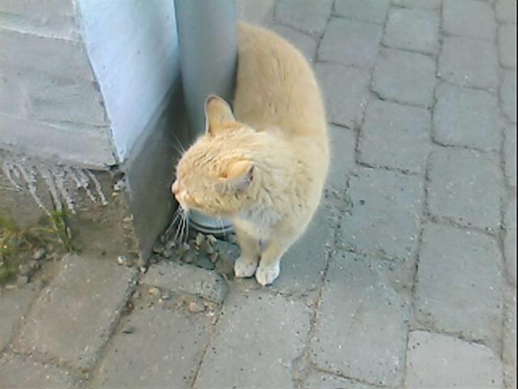 Huskat Pepper-elsket og savnet:( billede 5