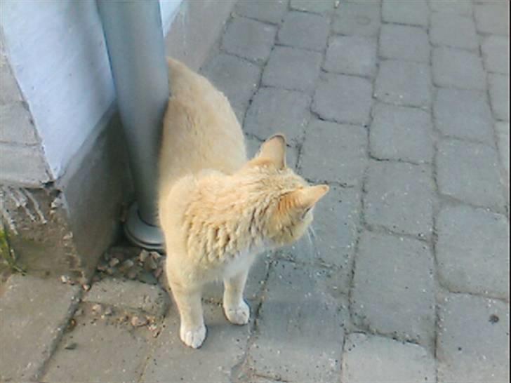 Huskat Pepper-elsket og savnet:( billede 6