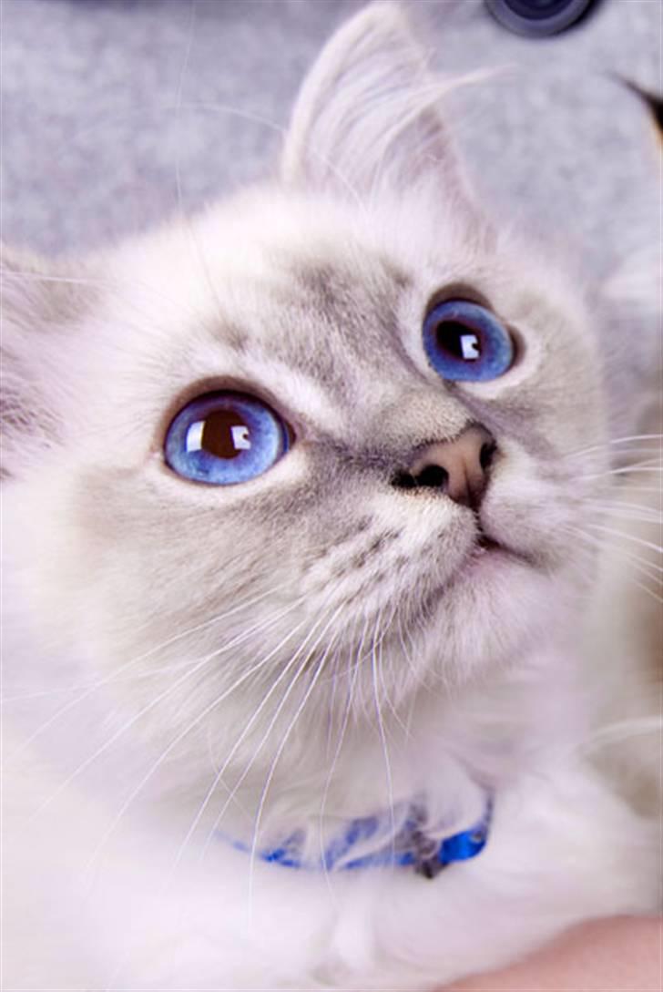 Hellig Birma Lauritz billede 15