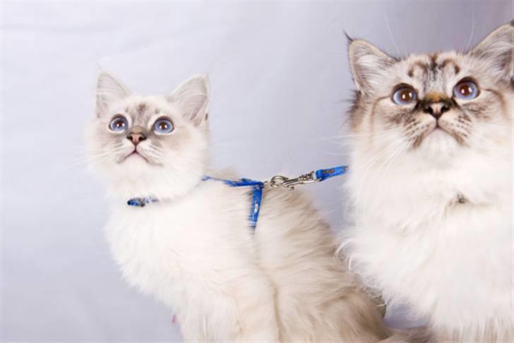 Hellig Birma Lauritz billede 16