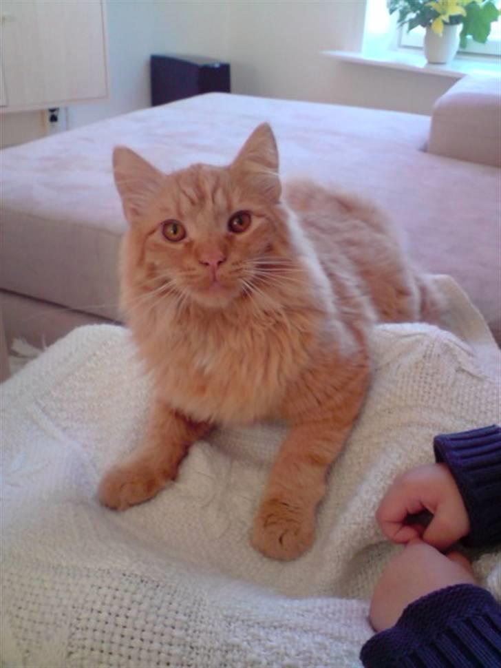 Norsk Skovkat Mads billede 11