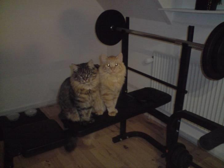 Norsk Skovkat Markus billede 9