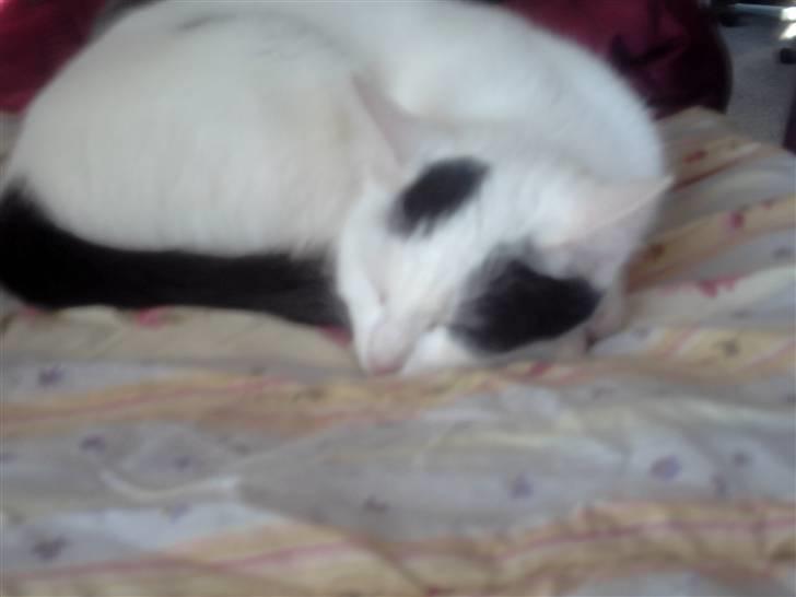 Blanding af racer didi billede 12