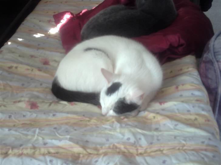 Blanding af racer didi billede 13