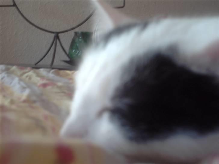 Blanding af racer didi billede 14