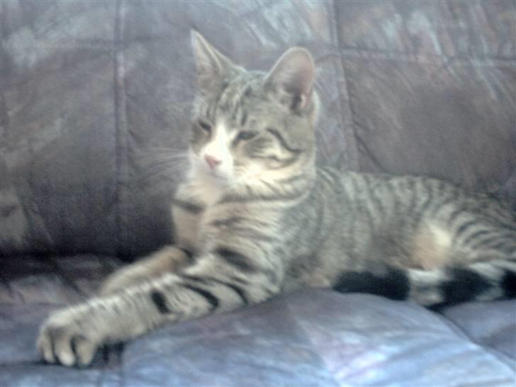 Blanding af racer dudi billede 13