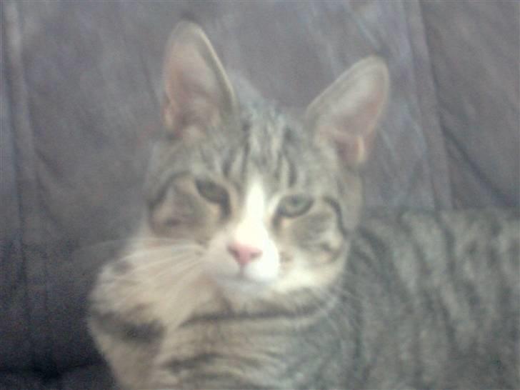 Blanding af racer dudi billede 14