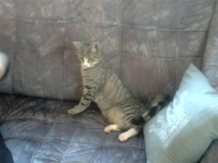 Blanding af racer dudi billede 15