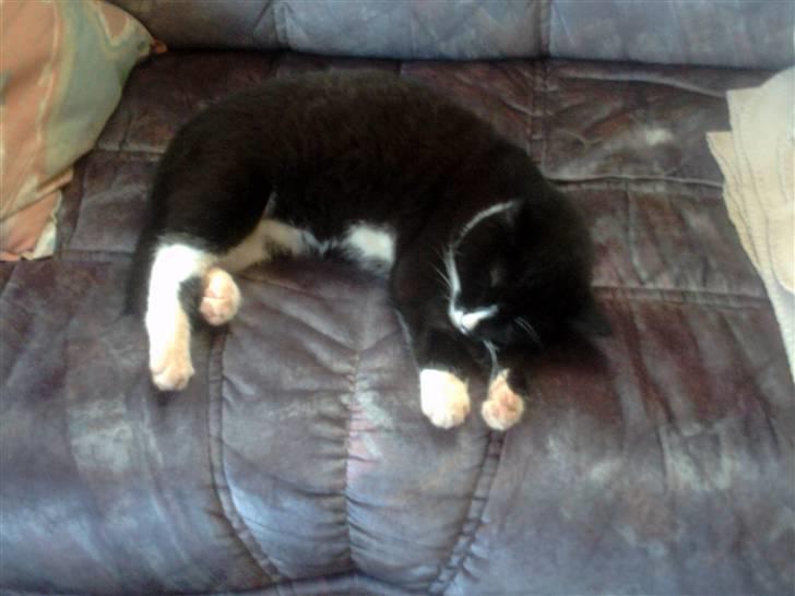 Huskat pjok ((forsvundet)) :( billede 12