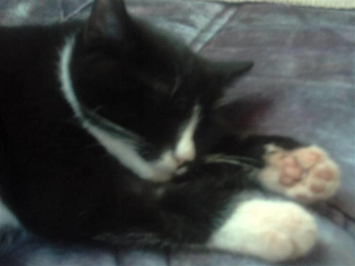 Huskat pjok ((forsvundet)) :( billede 13