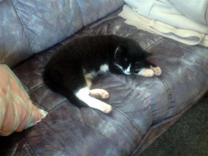 Huskat pjok ((forsvundet)) :( billede 14