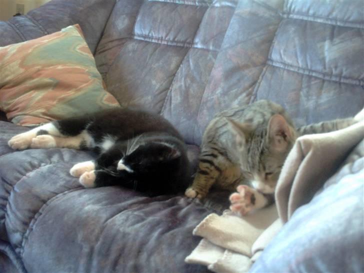 Huskat pjok ((forsvundet)) :( billede 15