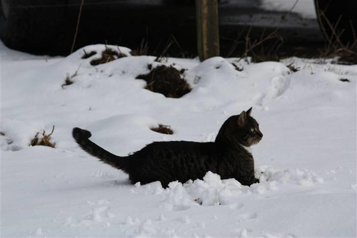 Blanding af racer Mikkel Aflivet billede 13