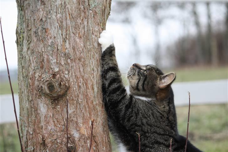 Blanding af racer Mikkel Aflivet billede 14