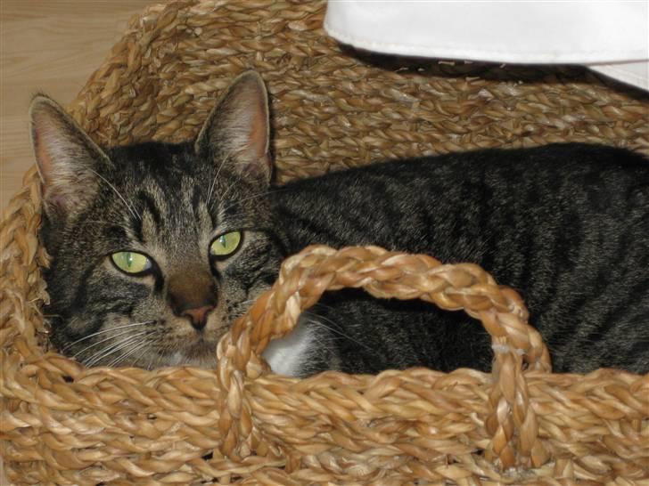 Blanding af racer Mikkel Aflivet billede 15