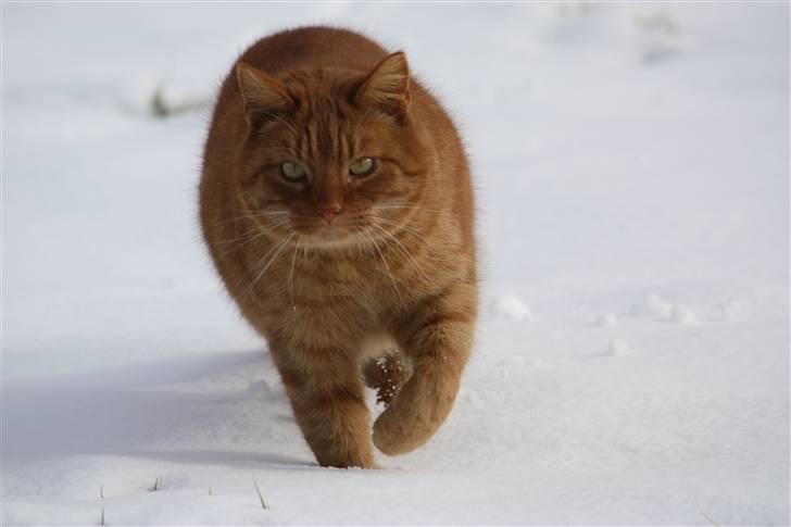 Huskat Laban billede 12