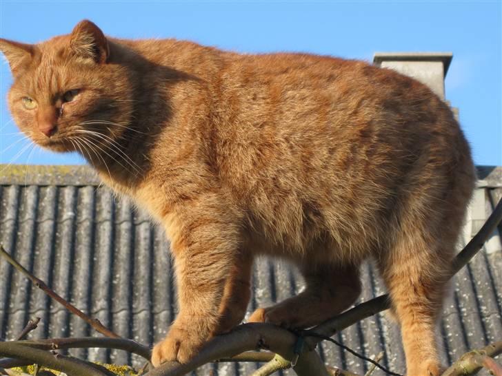 Huskat Laban billede 13