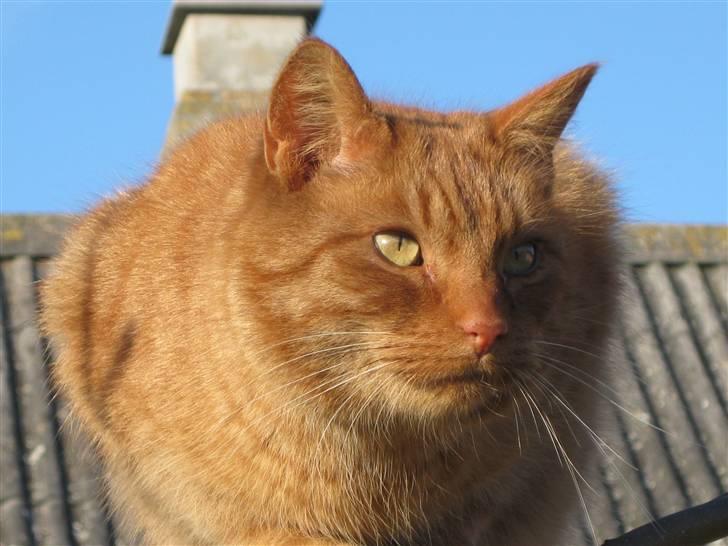 Huskat Laban billede 14