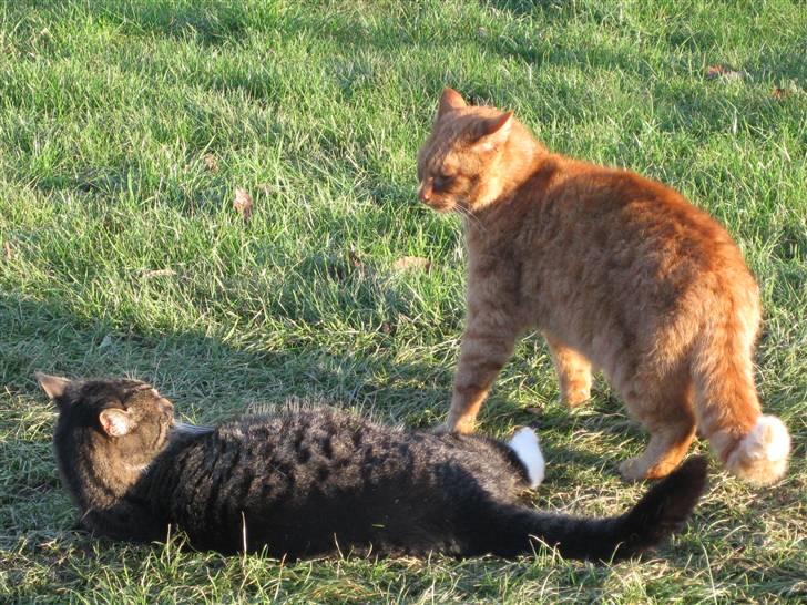 Huskat Laban - Laban og Mikkel leger:) billede 15