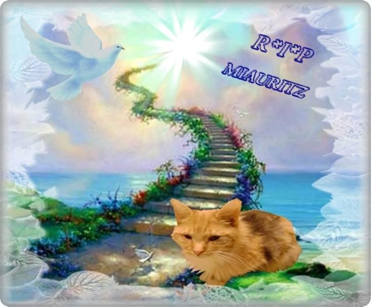 Blanding af racer Miauritz *R*I*P* 26/11-09 - Mindebillede af Miauritz billede 1