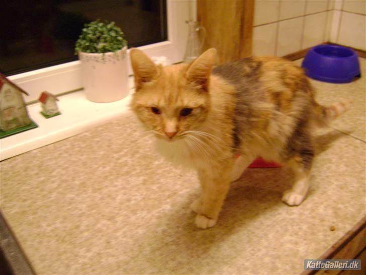 Blanding af racer Miauritz *R*I*P* 26/11-09 - Hejsa,jeg er lille MIauritz. billede 2