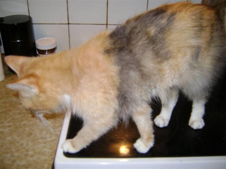 Blanding af racer Miauritz *R*I*P* 26/11-09 - mon ikke der er mad et sted billede 3