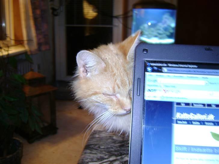 Blanding af racer Miauritz *R*I*P* 26/11-09 - jeg vil også på  www.kattegalleri.dk billede 4