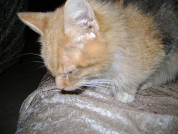 Blanding af racer Miauritz *R*I*P* 26/11-09 - hårdt at være en Miauritz mis billede 5