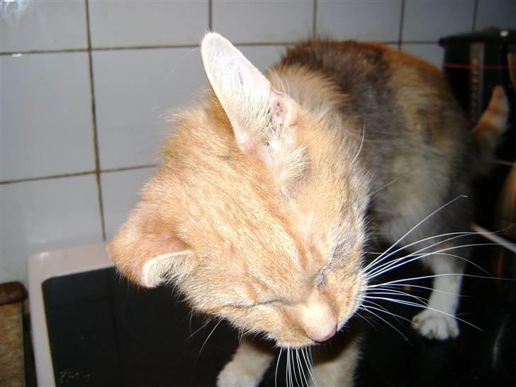 Blanding af racer Miauritz *R*I*P* 26/11-09 - Aj altså,der er noget der klør billede 6