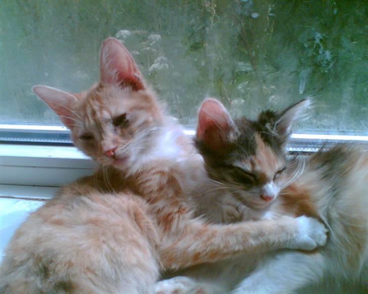 Blanding af racer Miauritz *R*I*P* 26/11-09 - Miauritz og lillesøster Tumle billede 7