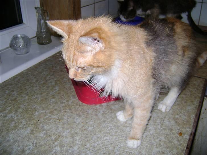 Blanding af racer Miauritz *R*I*P* 26/11-09 - hmm,hvad skal jeg nu lige finde på billede 8